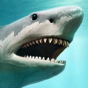 Le megalodon